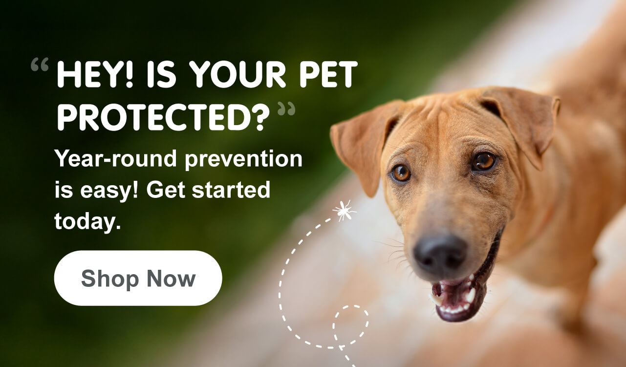 Year-round prevention is easy! Shop Now